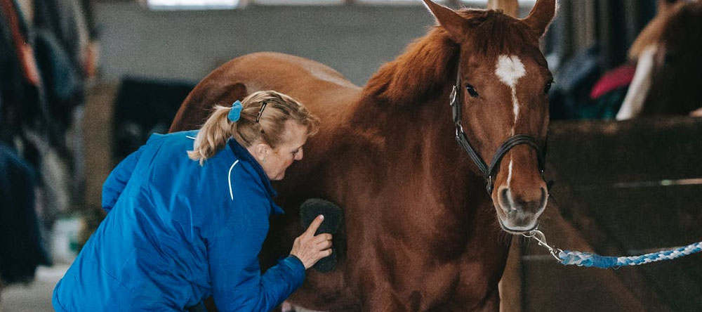 An Overview of the Equine Industry in the UK