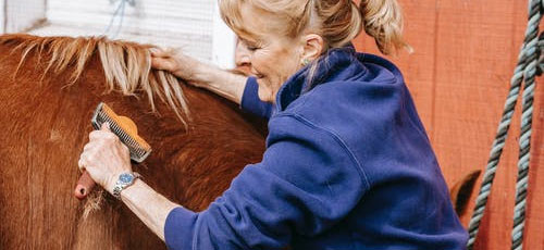 Featured image How to Prevent Equine Diseases Hygiene Procedures - How to Prevent Equine Diseases