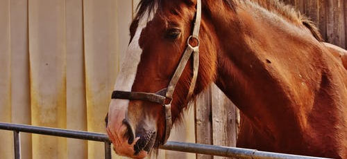Featured image How to Prevent Equine Diseases Quarantine New Horses - How to Prevent Equine Diseases