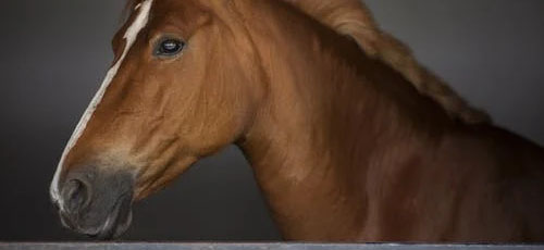 Featured image Most Common Equine Diseases EHV - Most Common Equine Diseases
