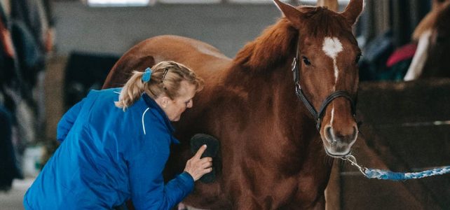 An Overview of the Equine Industry in the UK